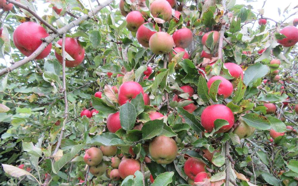 Les fruits de M. Choquet Les fruits de M. Choquet