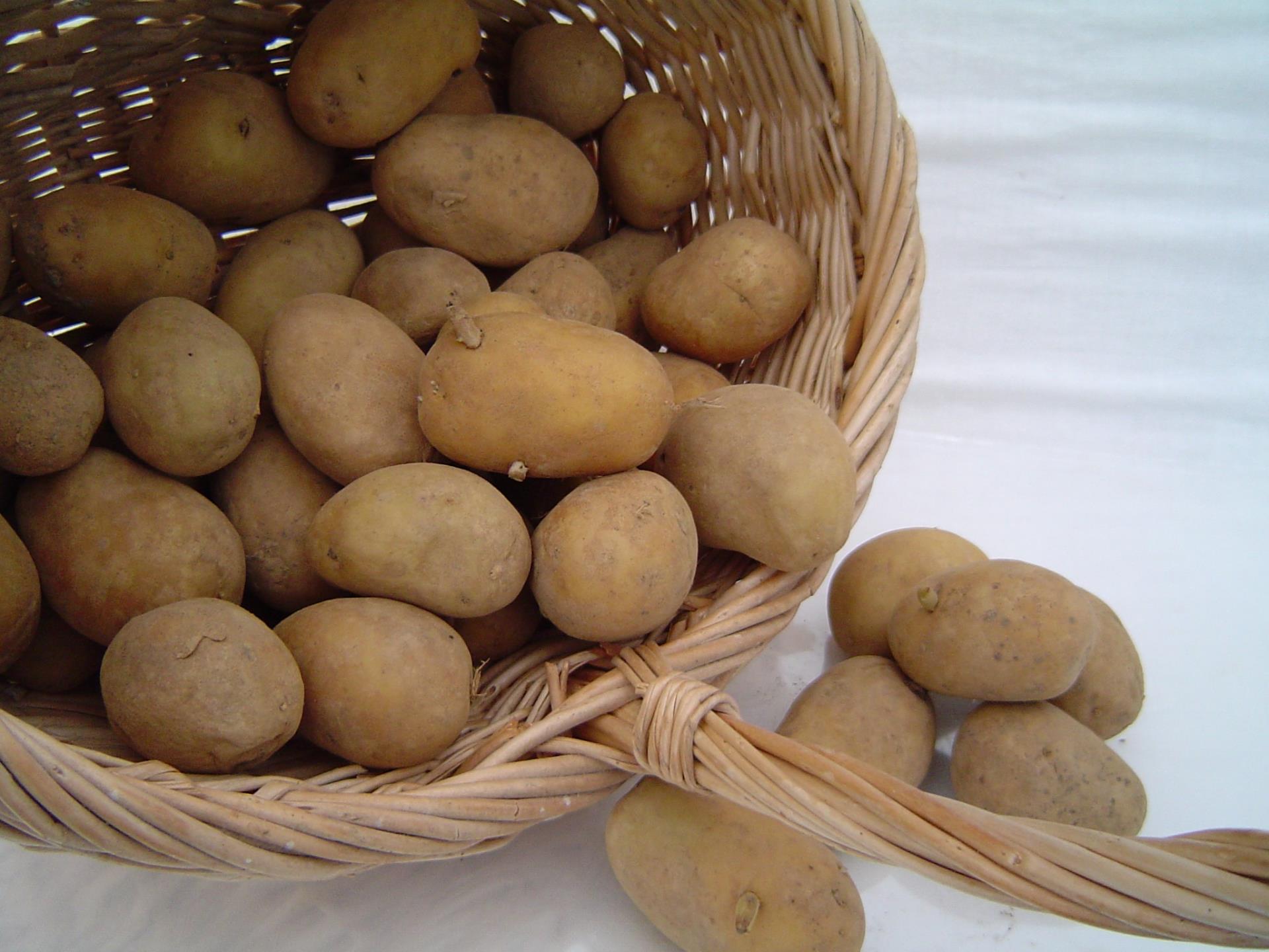 Pomme de terre Pomme de terre